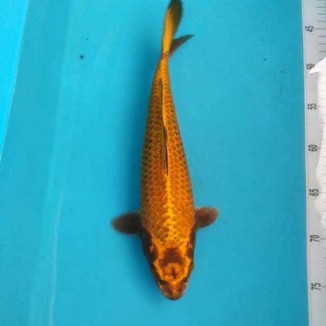 Penjinak kolam (Bongsor bakat jumbo) 