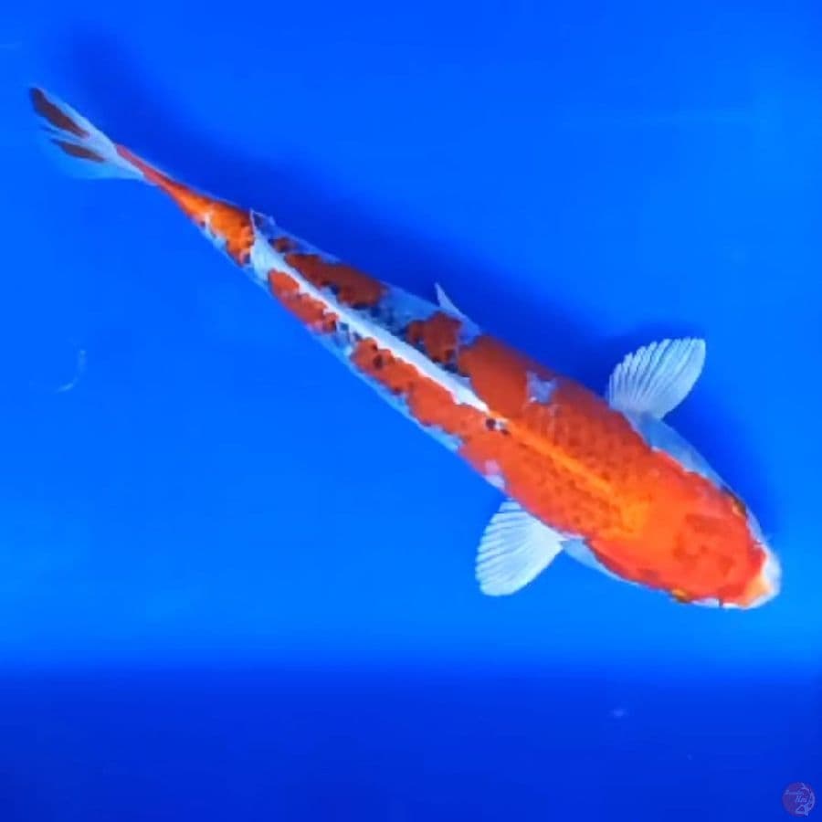 KUJAKU # 35CM - F