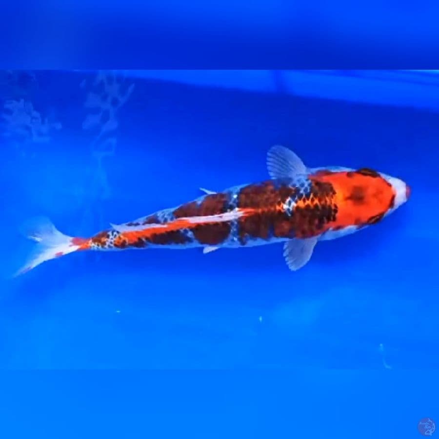 BENIGINGGA # 32CM - M