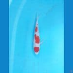 kohaku 20cm 