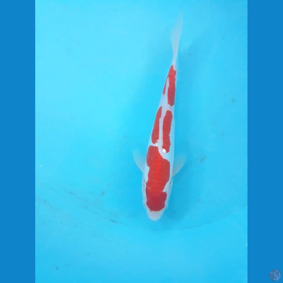 kohaku 24cm doit