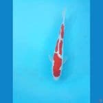 kohaku 24cm doit