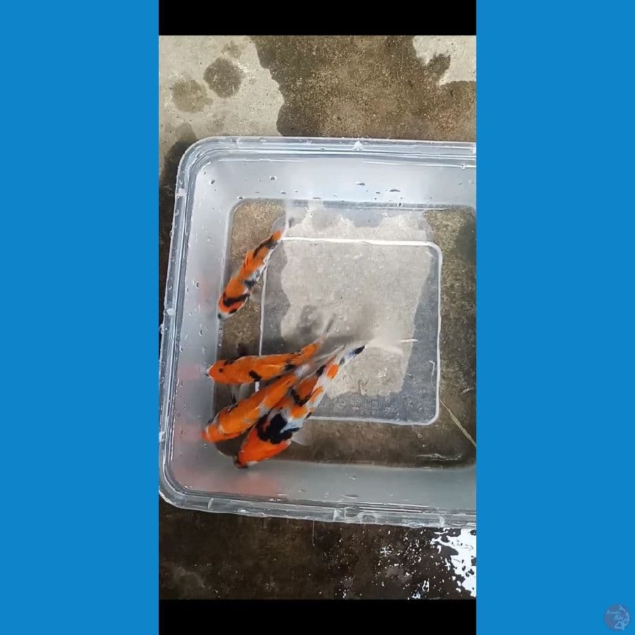 paket mix showa 4 ekor