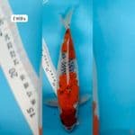 2. Goshiki