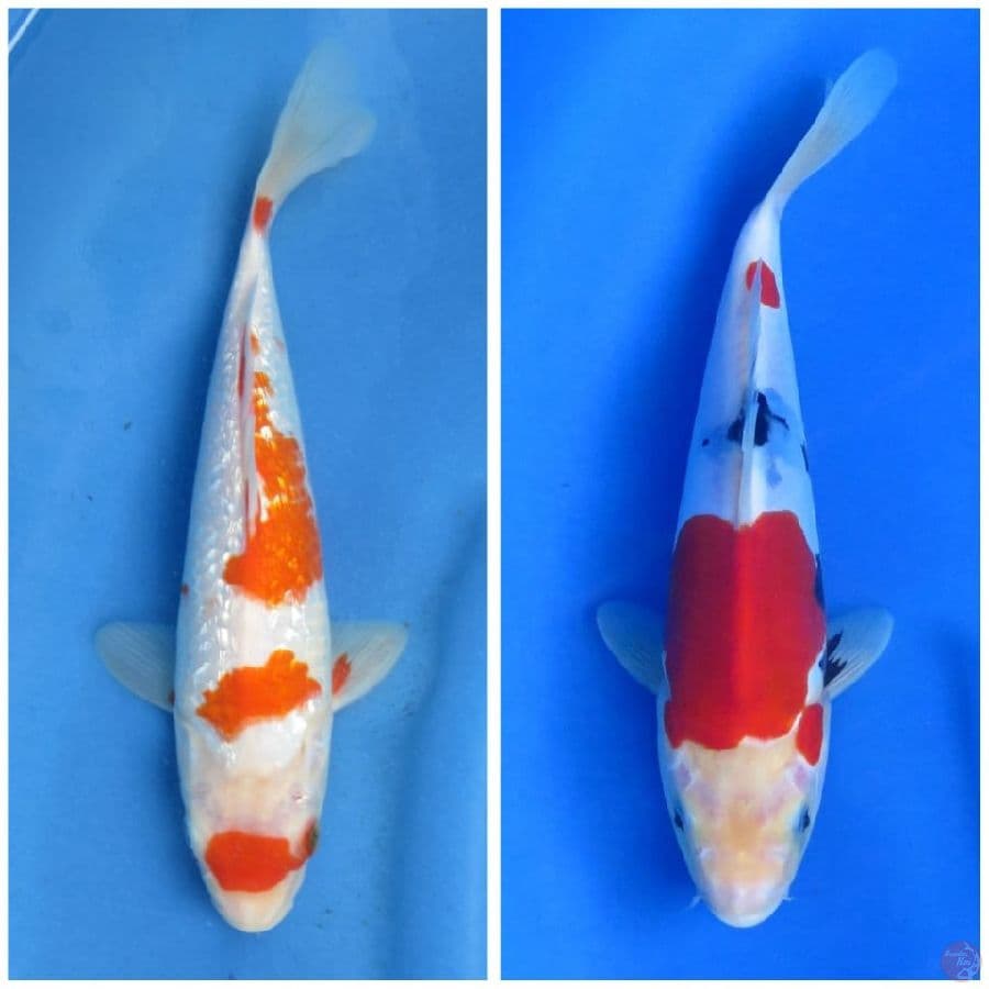 29cm 26cm , Paket 3