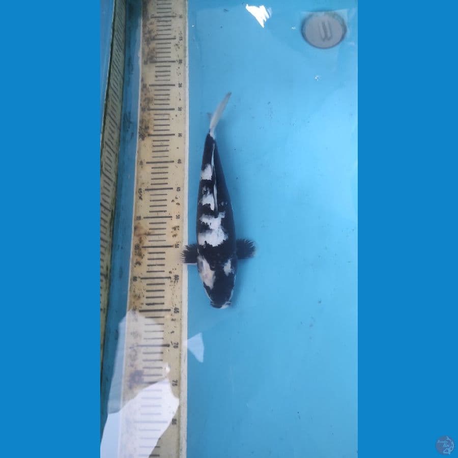 F1 SHIRO UTSURY
