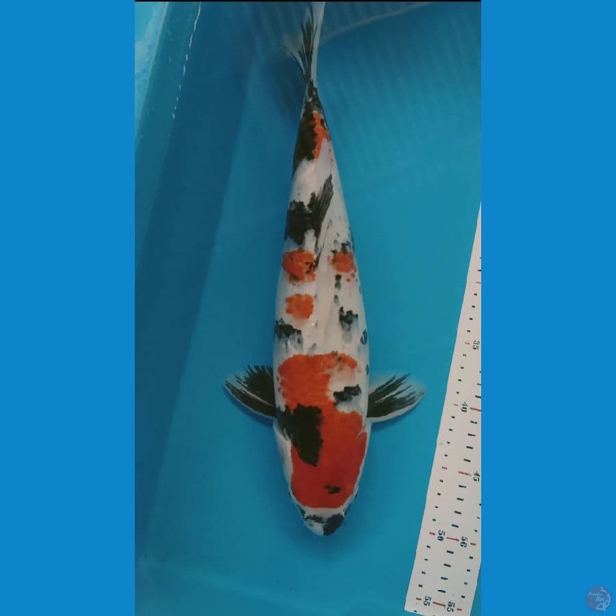 SHOWA 43CM MALE