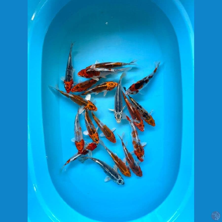 15-19cm Kujaku 18Ekor