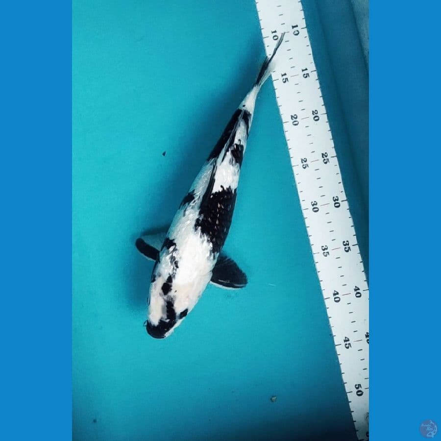 shiro salju 34cm fm