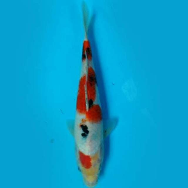 Sanke Maruten 25cm