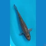 araghoke 39 cm