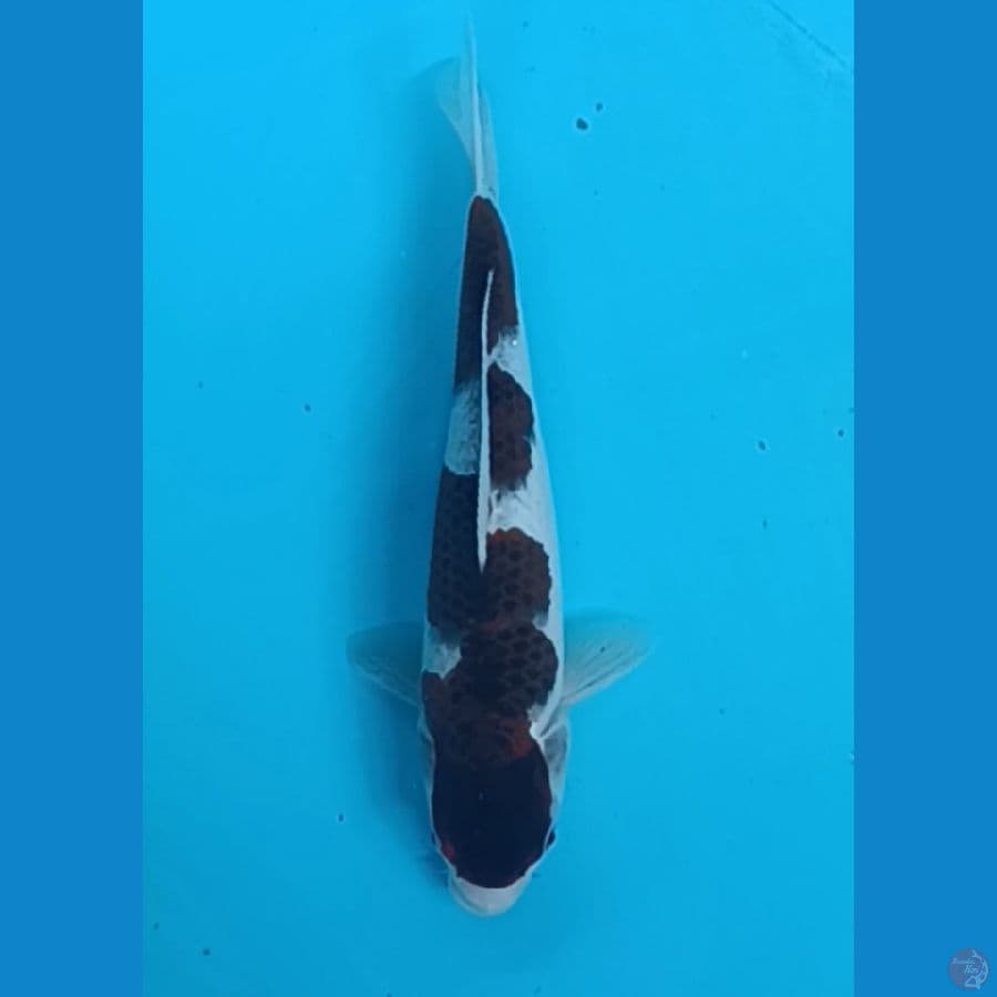 goromo 27 cm(minus mulut agak miring)