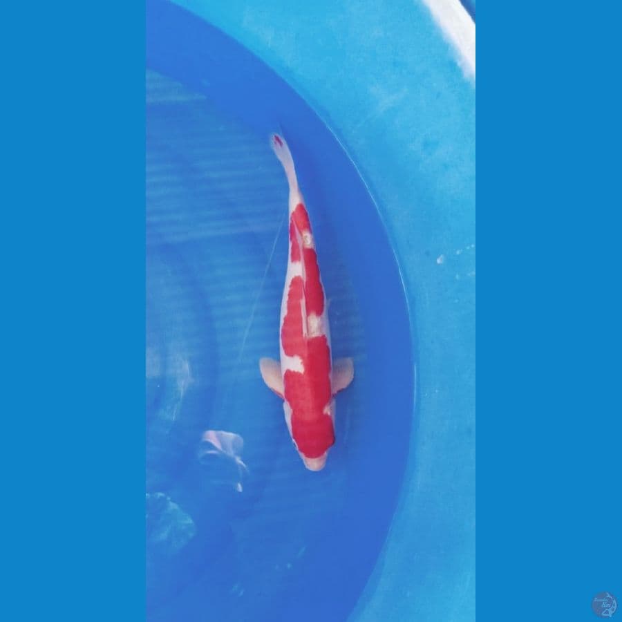 Kohaku Inazuma 45bu M (cut merapikan)