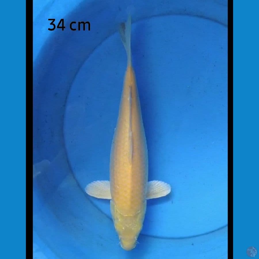 Karashi 34 cm red eye