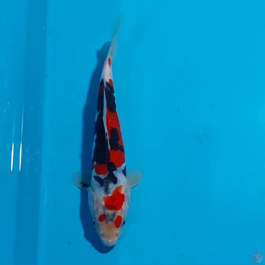 SHOWA DOITSU 20 CM