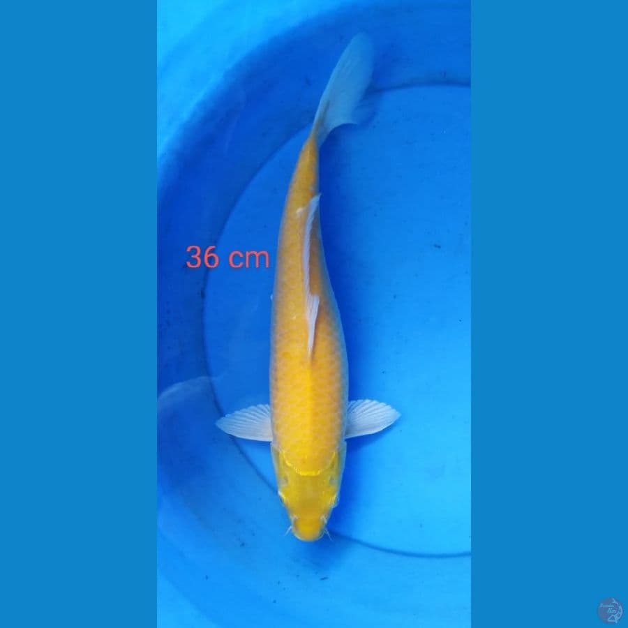 karashi mata merah 36 cm