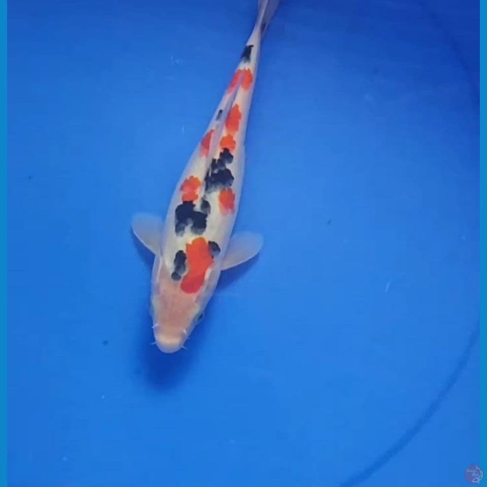 tsubosumi sanke 25 cm 