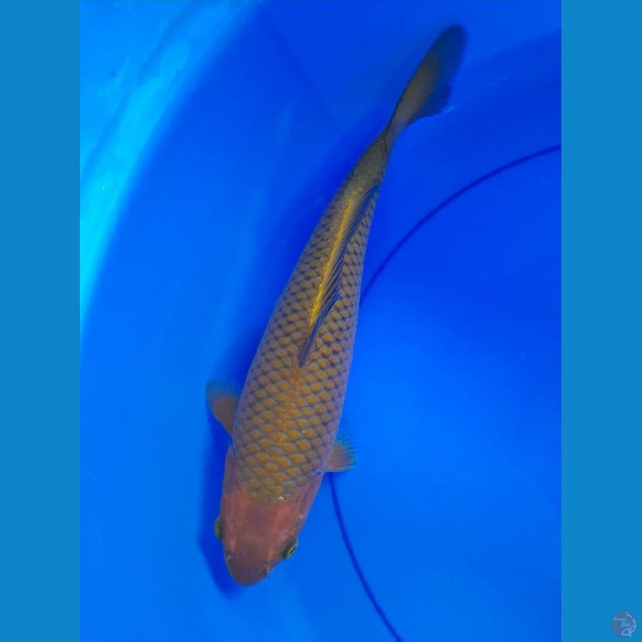 Chagoi tembaga 31cm