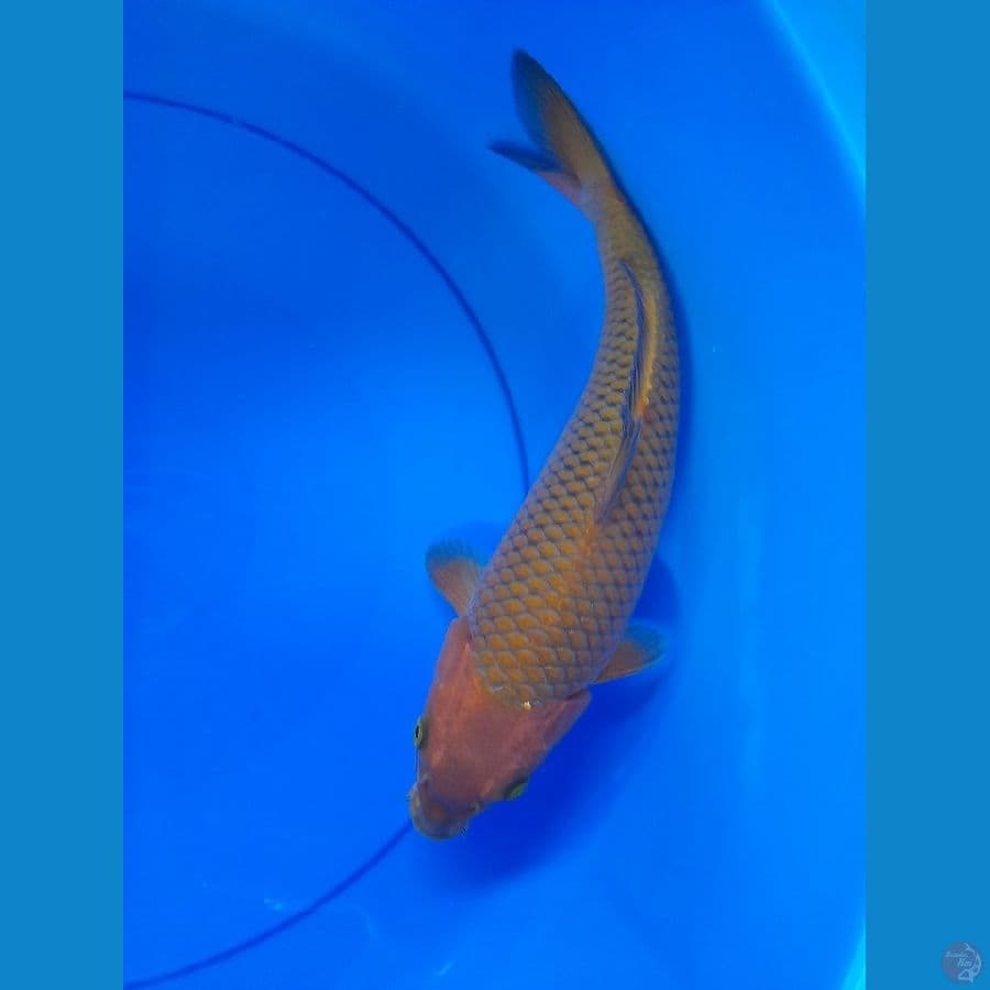 Chagoi tembaga 31cm