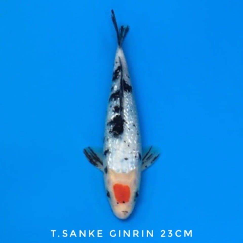 tancho sanke ginrin 23cm