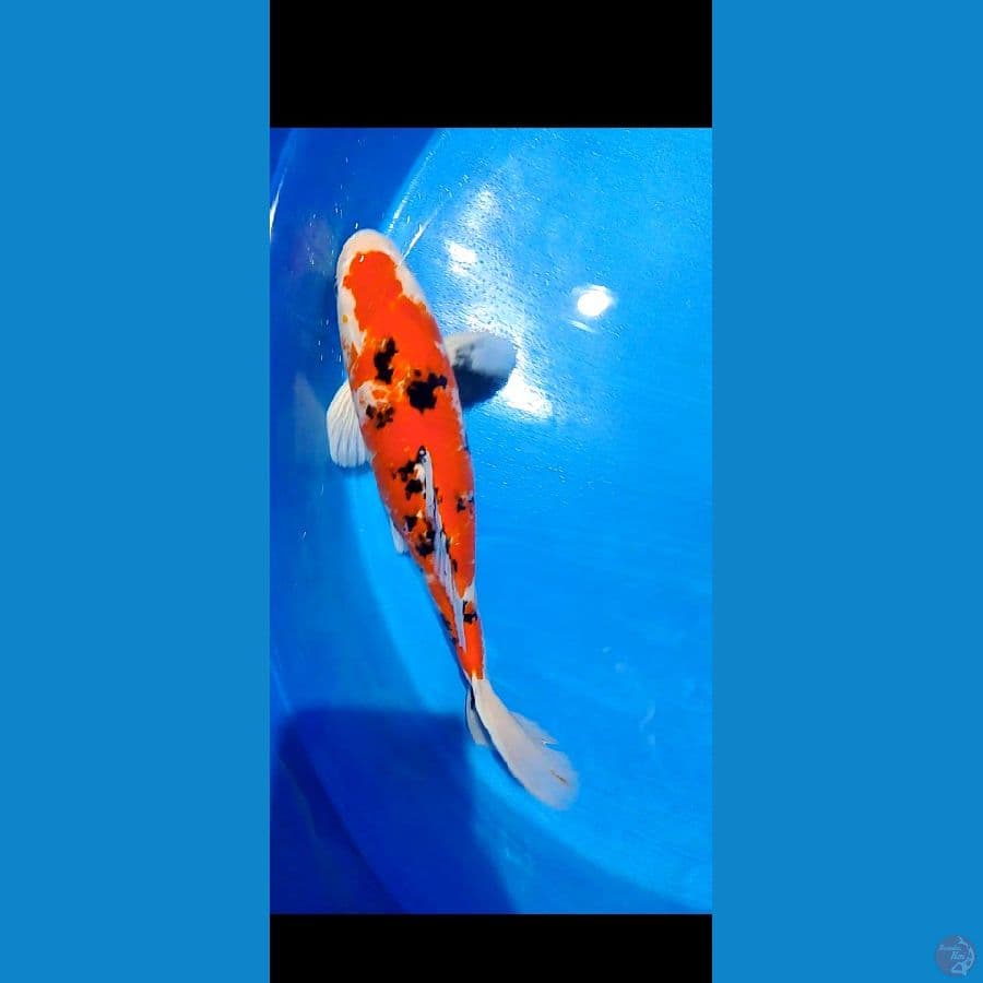 shotbodiy male 40 cm 