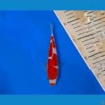 kohaku kuchibeni 20bu koleksi