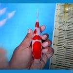 kohaku calon giant 20bu