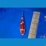 kohaku doitsu sq 25bu