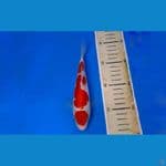kohaku sq 20bu maruten mulus