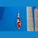 obral kohaku doitsu murni original 25bu