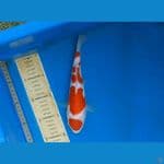 kohaku maruten sisik original 30bu
