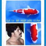 kohaku original dgn wajah pablo escobar 25bu