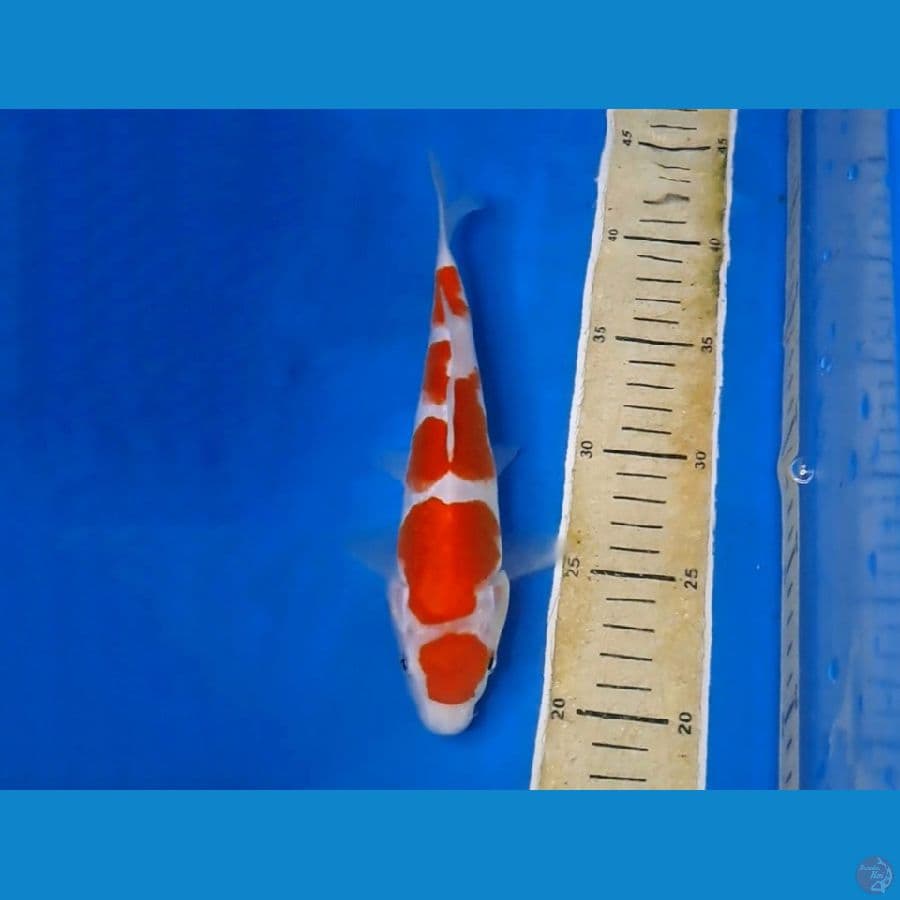 kohaku maruten sq 25cm