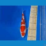 kohaku maruten sq 25cm