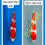 ikan koi keepingan istimewa 25bu