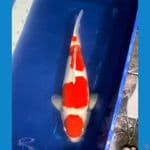 kohaku bulky import non serty 55bu