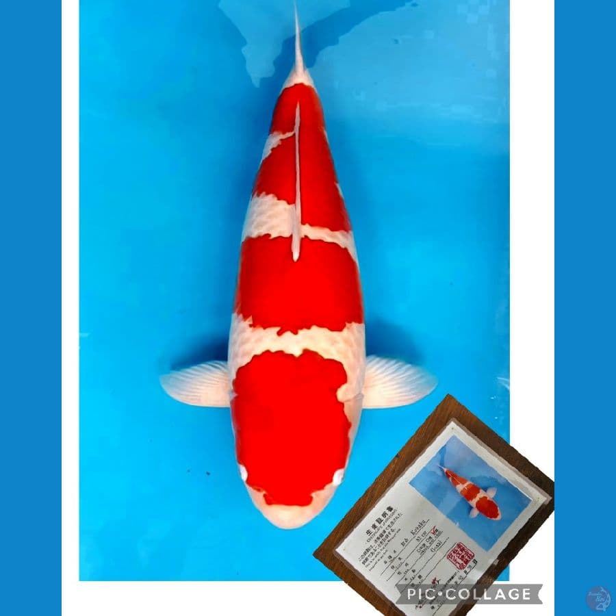 super kohaku matsue 90bu (baca sebelum bid)