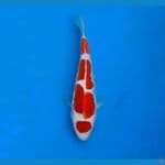 kohaku doitsu 20 koleksi sq