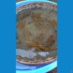 BIBITAN CARAMEL SUPER GINRIN,,100 EKOR 