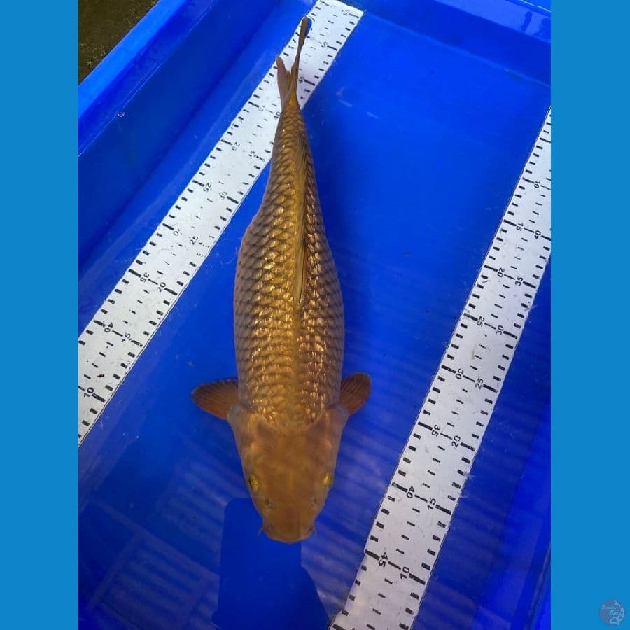 40 cm chagoi ~ ak7