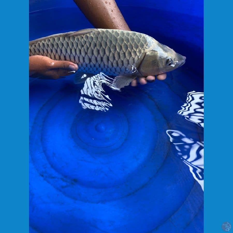 46 ogon punuk ~ak3