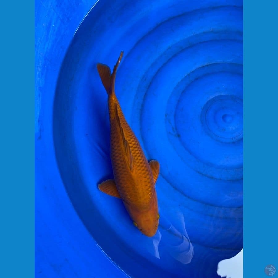 40 cm jantan chagoi ~ ak3