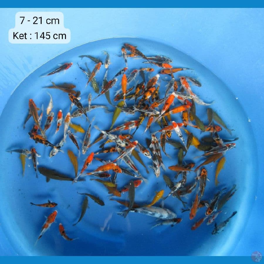 Mix baby koi 145ekor 