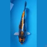 Kabuto Pola. 36cm. F