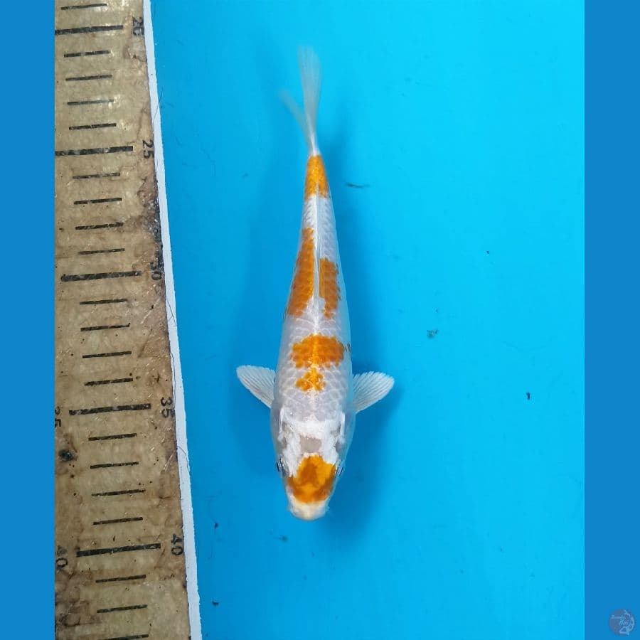 Hariwake 16cm