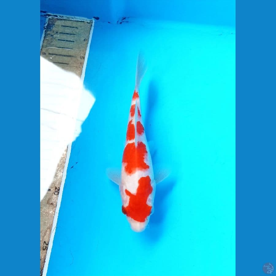 Kohaku 17cm