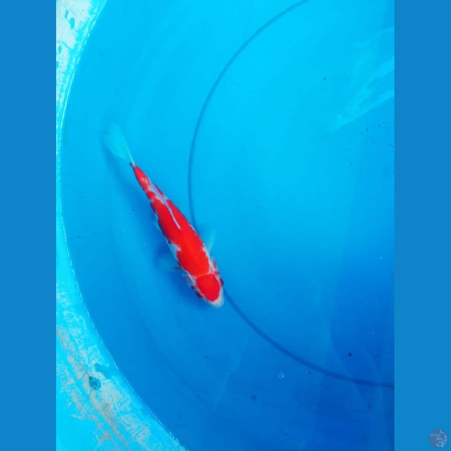 kohaku 20cm
