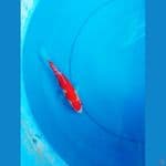 kohaku 20cm