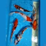 ikan partai 20-24cm
