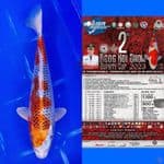 Ready Show Kujaku 27cm free handling